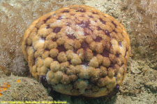 cushion star